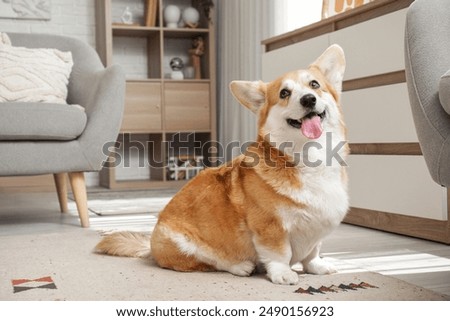 Similar – Image, Stock Photo Cute corgi dog sitting on the floor at home. Corgi dog asking for food from the table and smiling.