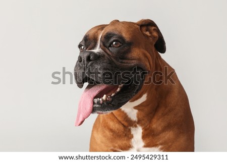 Similar – Foto Bild Boxer Hund Portrait Nahaufnahme Im Park