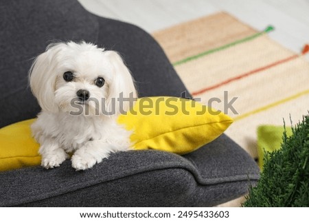 Similar – Image, Stock Photo Maltese dog on a spring day