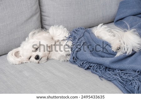 Image, Stock Photo Maltese dog on a spring day
