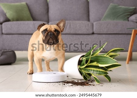 Similar – Image, Stock Photo A robot vacuum cleaner cleans the apartment diligently and independently and makes household chores easier