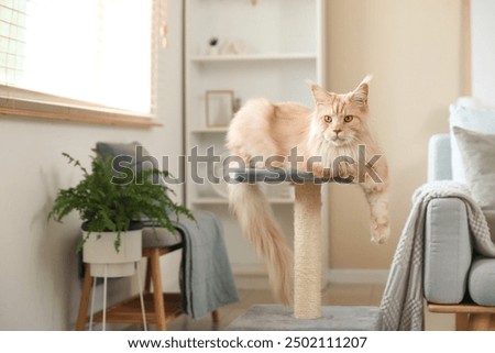 Similar – Image, Stock Photo Maine Coon cat with fluffy tail in sunlight outside on the lawn