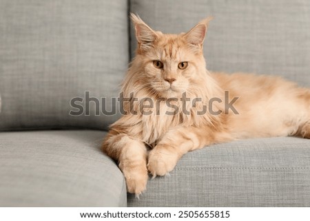 Similar – Image, Stock Photo tabby maine coon cat meowing looking at camera outdoors