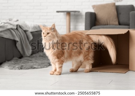 Similar – Image, Stock Photo cute ginger maine coon kitten portrait