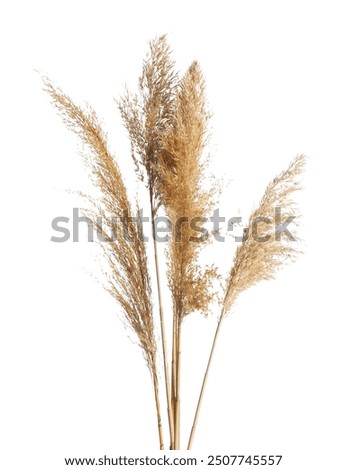 Similar – Image, Stock Photo Stalks and grasses in the wind in autumn at the wheel of a field behind the dike in Bensersiel at the coast of the North Sea near Esens in East Frisia in Lower Saxony