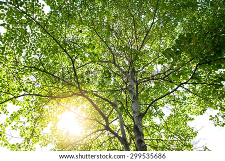 Nature green wood sunlight backgrounds