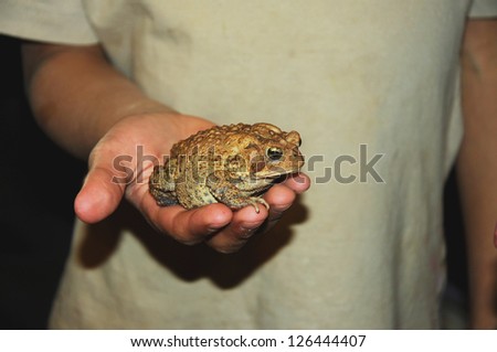 Brown toad in boy`s hand