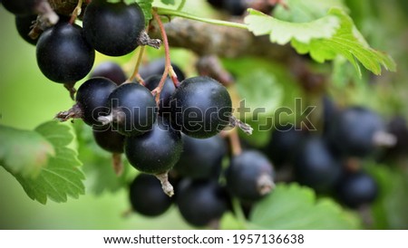 Blackcurrant-a natural fighter against diseases. The tassels of this plant are a great storehouse of vitamins and other health-promoting substances. At the same time, they are a rich source of energy. Photo stock © 