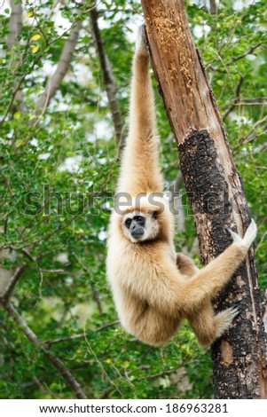 Gibbon (Hylobates lar) climb tree in forest ,Chiangrai ,Thailand