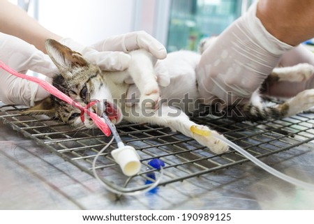 Cat was operated on operate table by veterinarian in Thailand