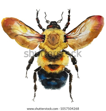 Isolated watercolour painting of bee on white background