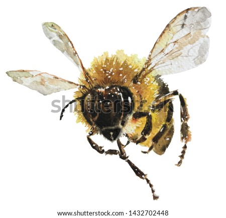Isolated watercolour painting of bee on white background