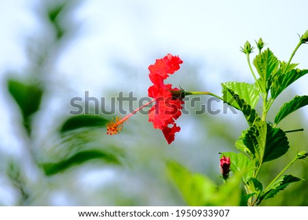 Shutterstock - PuzzlePix