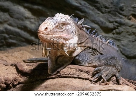 The Lesser Antillean iguana (Iguana delicatissima) is a large arboreal lizard endemic to the Lesser Antilles. Foto d'archivio © 