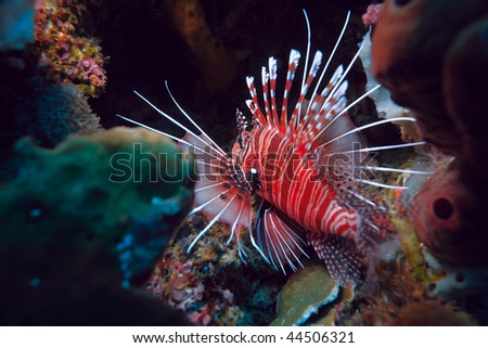 Lionfish (Pterois miles), divesite Batu bolong (Current city), E of Komodo, Indonesia