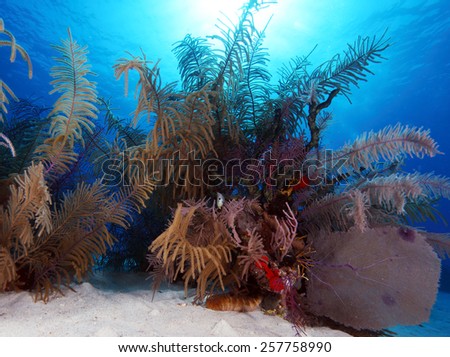 Colorful Underwater Coral Landscape of Caribbean Sea