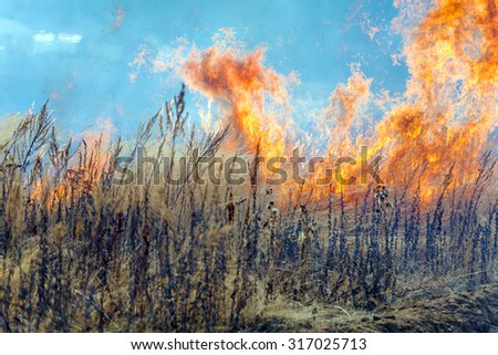 Dry Grass Field Fire Disaster