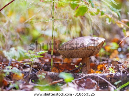 Birch Bolete (Leccinum scabrum) Mushroom in Autumn Forest Close-Up