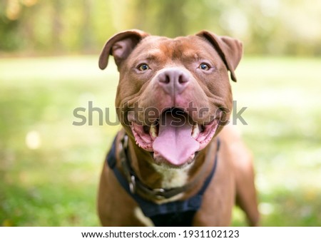 A red Pit Bull Terrier mixed breed dog looking at the camera and panting with a happy expression