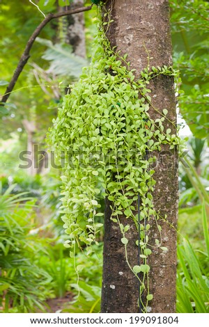 The Green creeper plant on a tree