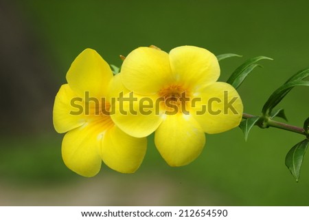 Close up of Golden Trumpet, flower
