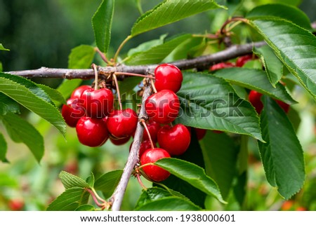 ripe sweet cherries on the tree Stock foto © 