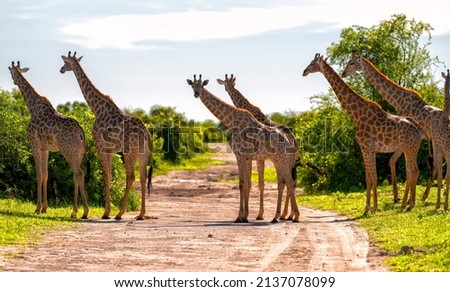 Similar – Image, Stock Photo Giraffe crossing the trail in Samburu Park