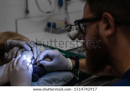 veterinarian examining the eyes of a dog with magnifying glasses Stock fotó © 
