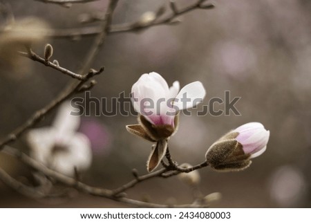 Similar – Image, Stock Photo Blooming magnolia