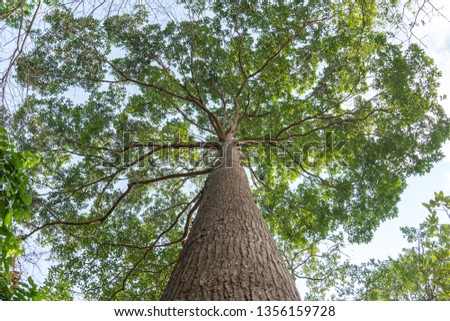 Similar – Image, Stock Photo Tree from bottom to top