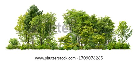 Green trees isolated on white background. Forest and foliage in summer. Row of trees and shrubs. Stock foto © 