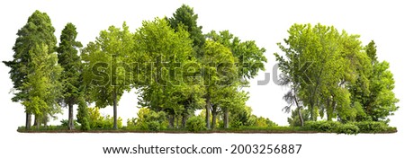 Cutout tree line. Row of green trees and shrubs in summer isolated on white background. Forestscape. High quality clipping mask. Forest and green foliage. Stock foto © 