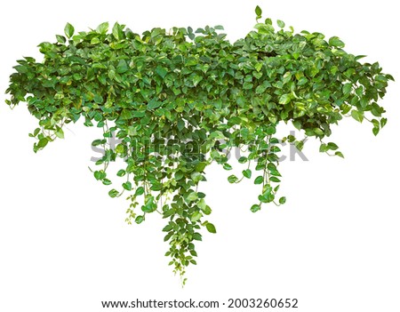 Cutout ivy with lush green foliage. Climbing plant in summer isolated on white background. High quality mask for professional composition.