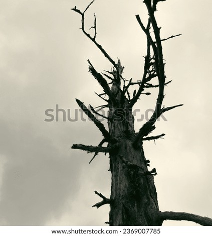 Similar – Image, Stock Photo Dry tree in high grass under starry sky