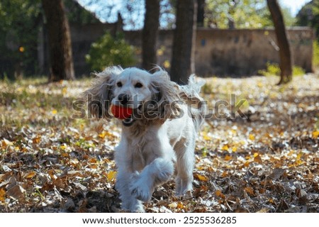 Image, Stock Photo Adorable Cocker Spaniel outside