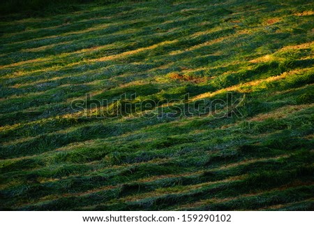 Cut Grasses