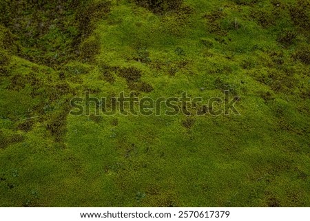 Similar – Foto Bild Dünenlandschaft mit Moos und Gras am Vormittag auf der Insel Sylt