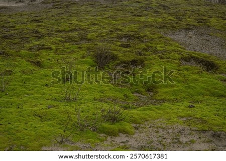 Similar – Foto Bild Dünenlandschaft mit Moos und Gras am Vormittag auf der Insel Sylt