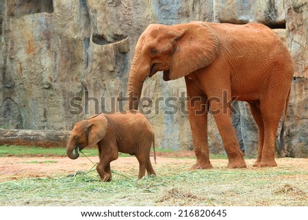 African Elephant (Loxodonta Africana), Cute Elephant family in Korat Zoo, Nakorn Ratchasima Province, Thailand