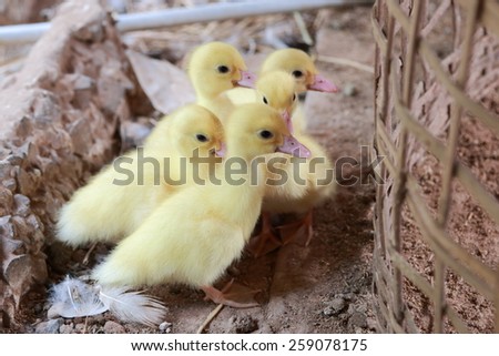 Cute ducklings on field/farm