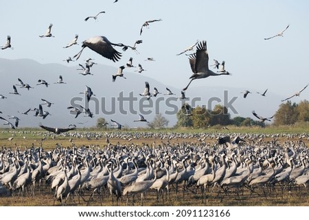 Similar – Image, Stock Photo cranes Flying Formation