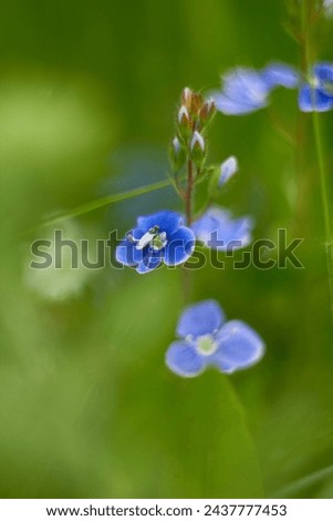 Similar – Image, Stock Photo small blue speedwell flowers