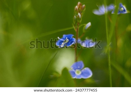 Similar – Image, Stock Photo small blue speedwell flowers