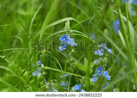 Similar – Image, Stock Photo small blue speedwell flowers