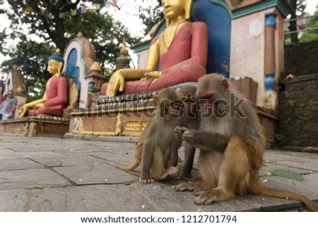 Monkeys at the Money Temple in Katmandu, Nepal.  Stock fotó © 