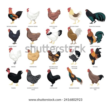 Different types of chicken set collection, breeds of domestic chicken cartoon, hen poultry farming, vector illustration, suitable for education poster infographic guide catalog, flat style.