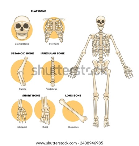 Types of human bones, types of bones, Labeled anatomical skeleton set scheme poster, with flat bone, cranial bone, sternum bone, patela, vertebrate, schapoid, short, humerus. vector illustration.