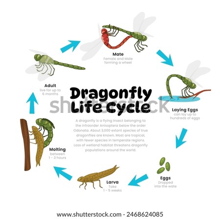 Dragonfly Life Cycle Diagram for Science Education development process scheme illustration, Different insect stages from stages mating, laying egg, larva, molting to adult, reproduction explanation.