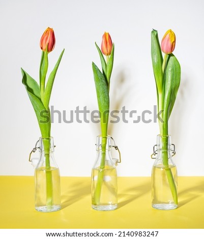 Similar – Foto Bild schöne Tulpen vor hellem Hintergrund als Geschenk zum Muttertag