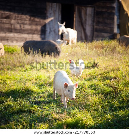 Animals/pig/hen/goat chewing a grass on a farmyard/grass field in front of farmhouse on a beautiful sunny summer evening (colorful image, photo was taken in warm evening light)